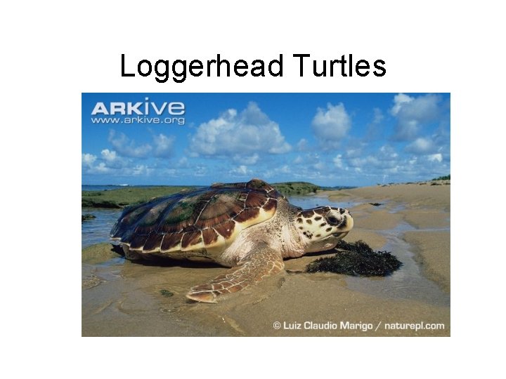 Loggerhead Turtles 