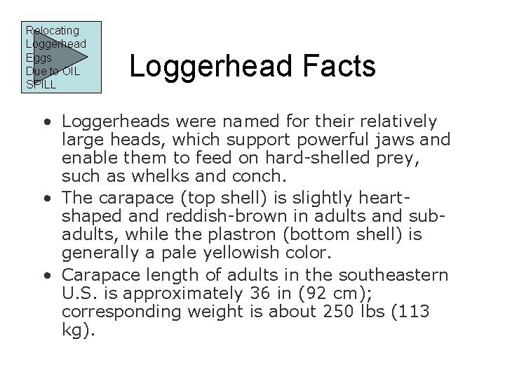 Relocating Loggerhead Eggs Due to OIL SPILL Loggerhead Facts • Loggerheads were named for