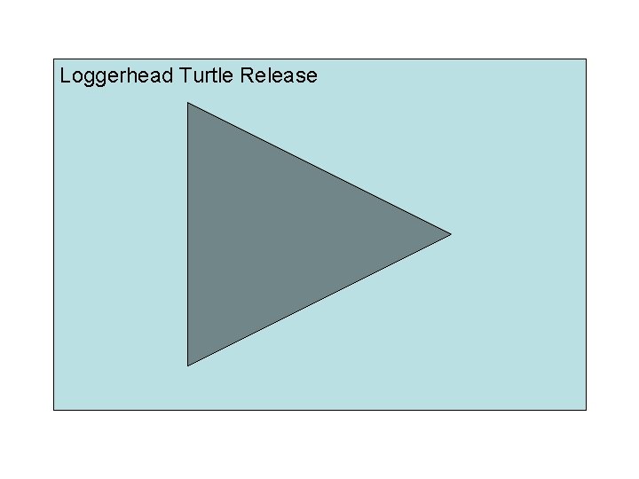 Loggerhead Turtle Release 