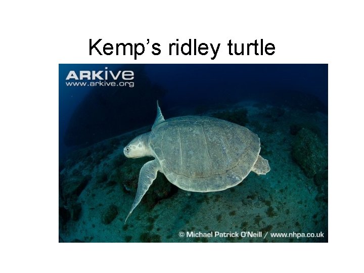 Kemp’s ridley turtle 