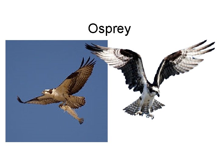 Osprey 