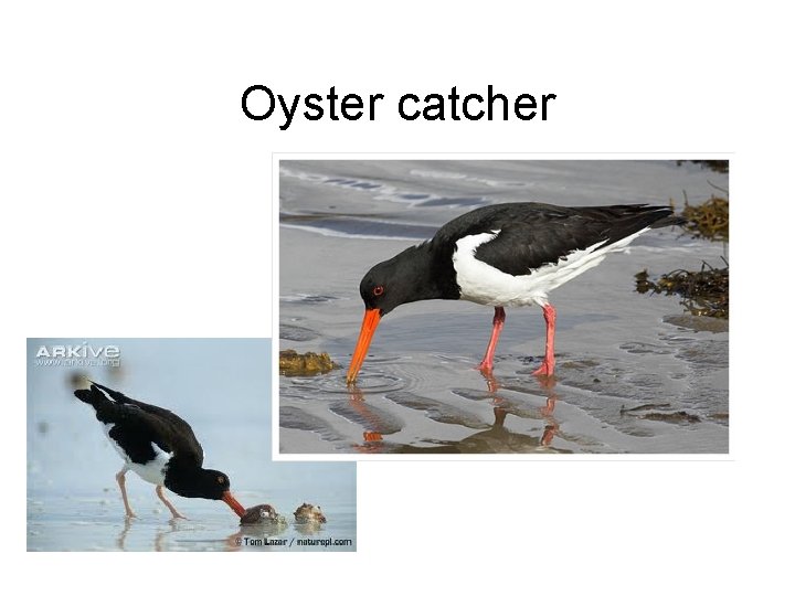Oyster catcher 