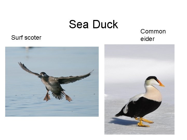 Sea Duck Surf scoter Common eider 