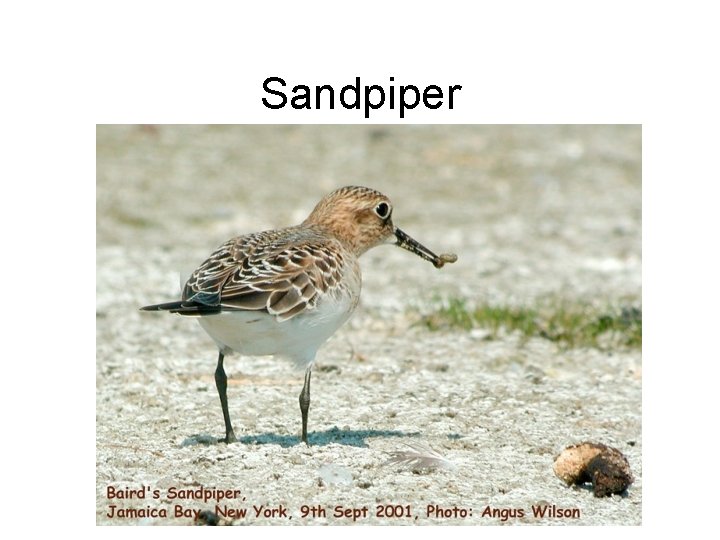 Sandpiper 