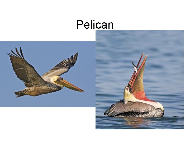 Pelican 