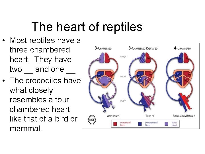 The heart of reptiles • Most reptiles have a three chambered heart. They have