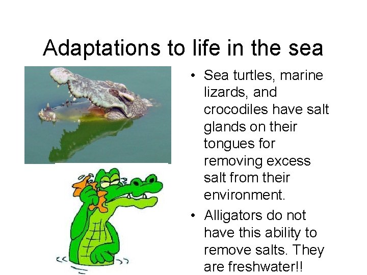 Adaptations to life in the sea • Sea turtles, marine lizards, and crocodiles have