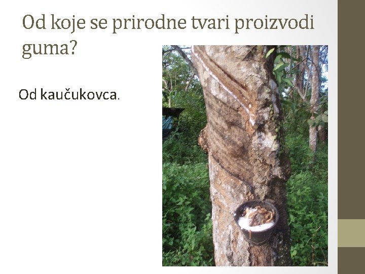 Od koje se prirodne tvari proizvodi guma? Od kaučukovca. 