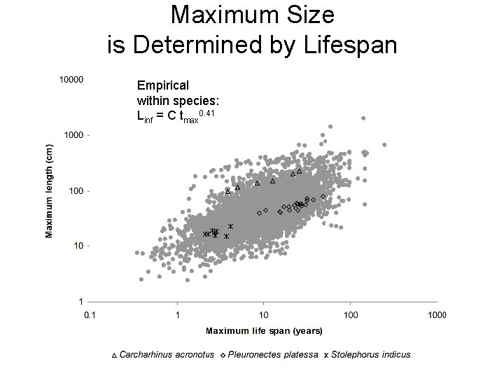 Maximum Size is Determined by Lifespan Empirical within species: Linf = C tmax 0.