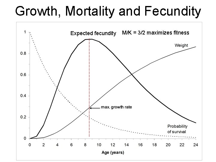 Growth, Mortality and Fecundity Expected fecundity M/K = 3/2 maximizes fitness 