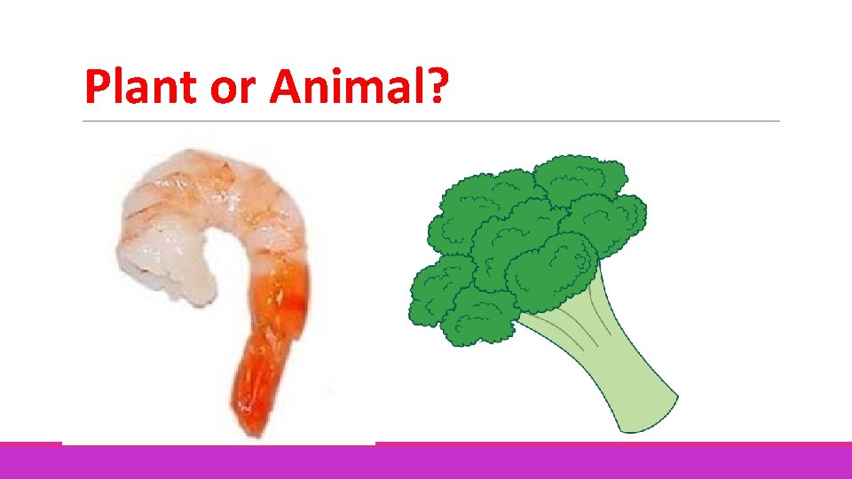 Plant or Animal? 