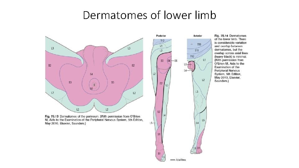 Dermatomes of lower limb 