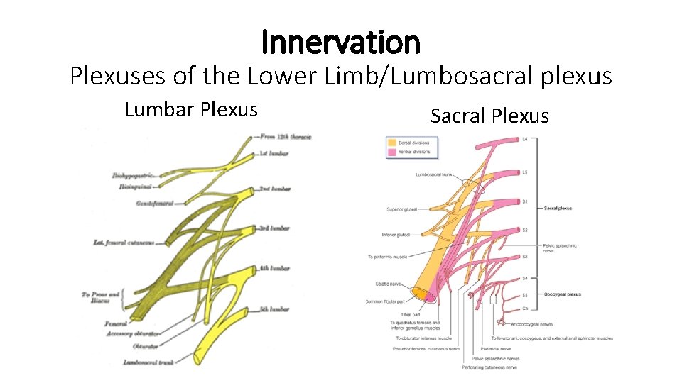 Innervation Plexuses of the Lower Limb/Lumbosacral plexus Lumbar Plexus Sacral Plexus 