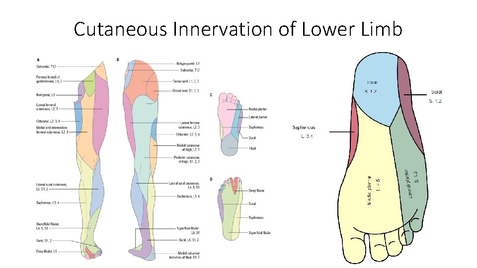 Cutaneous Innervation of Lower Limb 