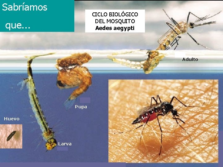 Sabríamos CICLO BIOLÓGICO DEL MOSQUITO Aedes aegypti que. . . Adulto Pupa Huevo Larva