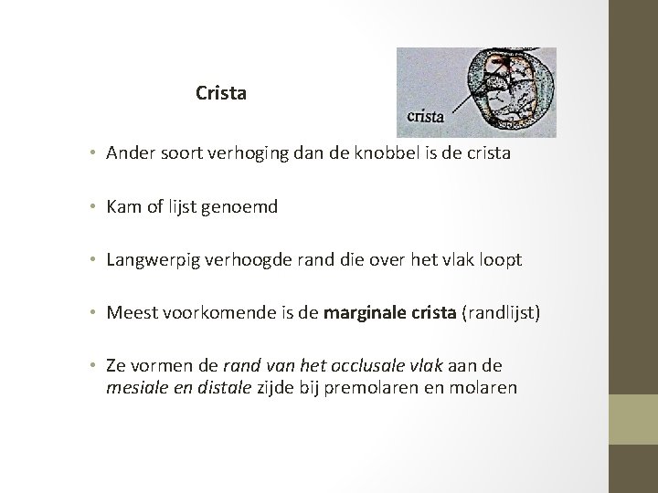 Crista • Ander soort verhoging dan de knobbel is de crista • Kam of