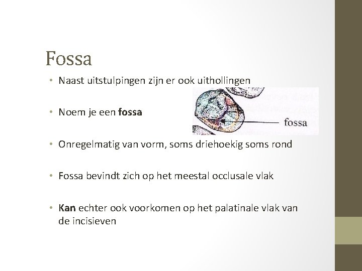 Fossa • Naast uitstulpingen zijn er ook uithollingen • Noem je een fossa •