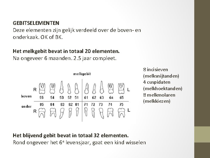 GEBITSELEMENTEN Deze elementen zijn gelijk verdeeld over de boven- en onderkaak. OK of BK.