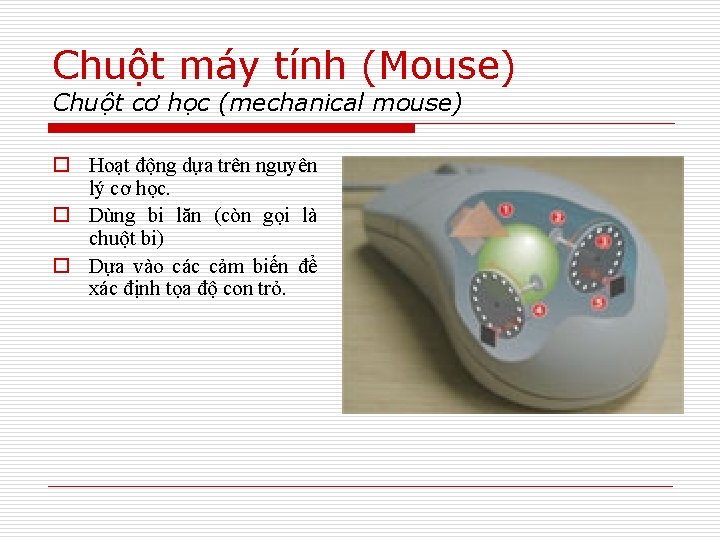 Chuột máy tính (Mouse) Chuột cơ học (mechanical mouse) o Hoạt động dựa trên