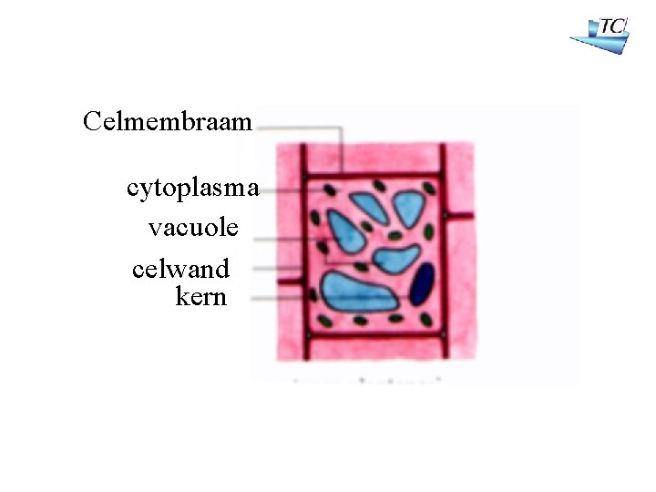 Celmembraam cytoplasma vacuole celwand kern 