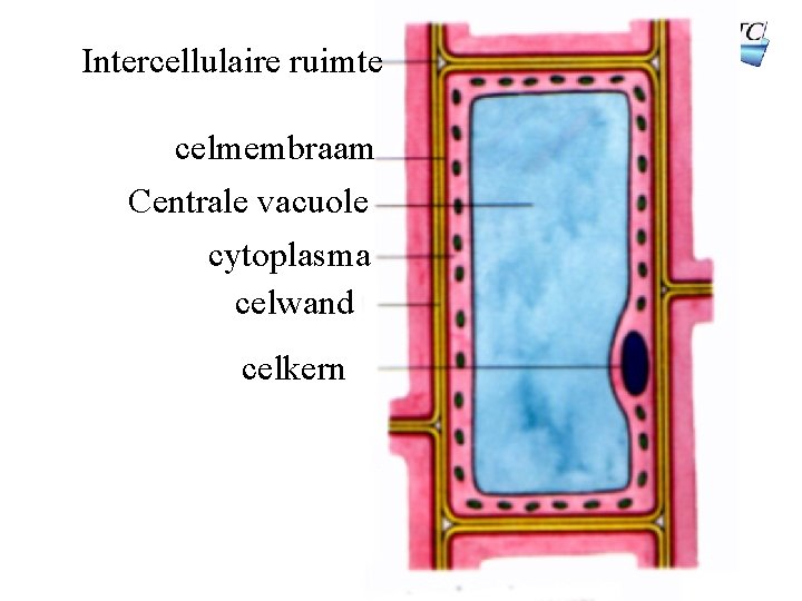 Intercellulaire ruimte celmembraam Centrale vacuole cytoplasma celwand celkern 