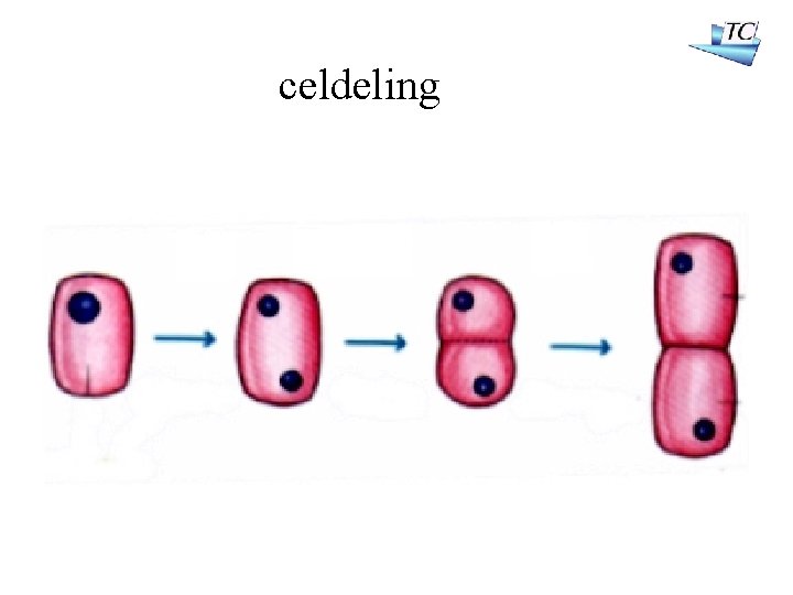 celdeling 