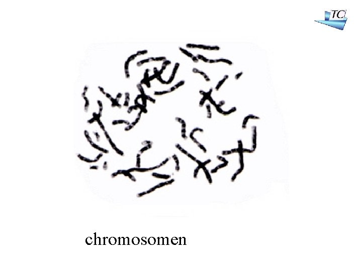 chromosomen 