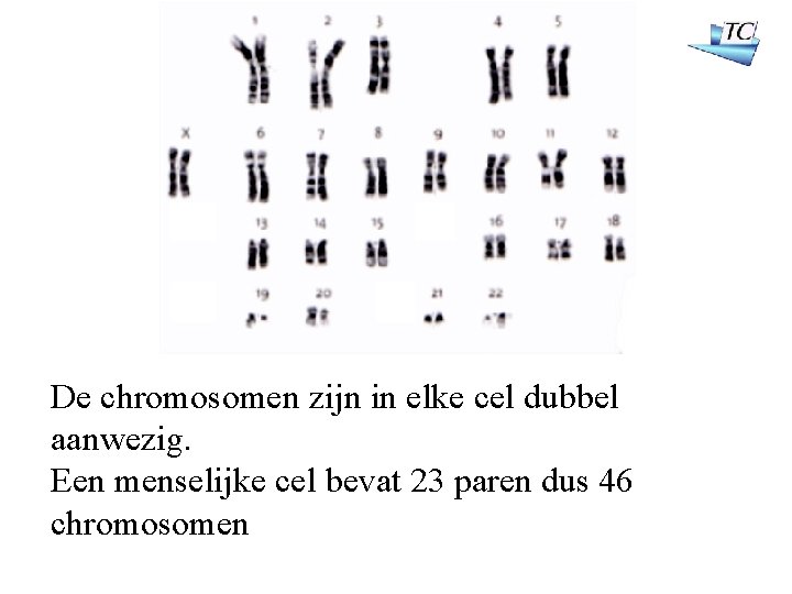 De chromosomen zijn in elke cel dubbel aanwezig. Een menselijke cel bevat 23 paren