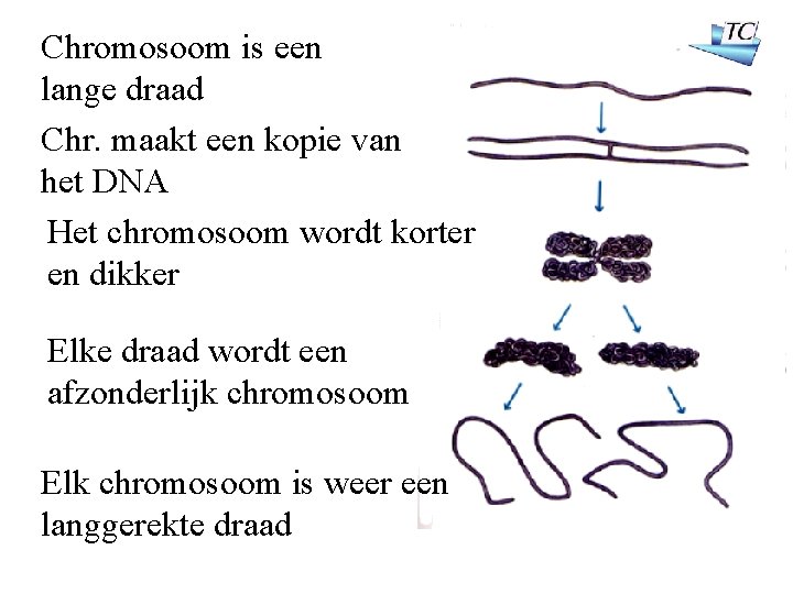 Chromosoom is een lange draad Chr. maakt een kopie van het DNA Het chromosoom