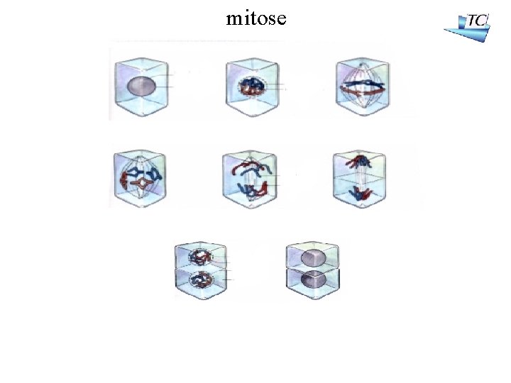 mitose 