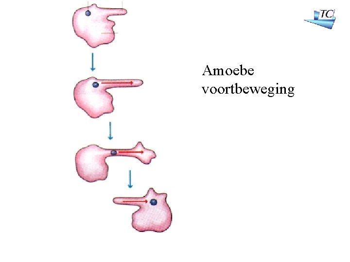 Amoebe voortbeweging 