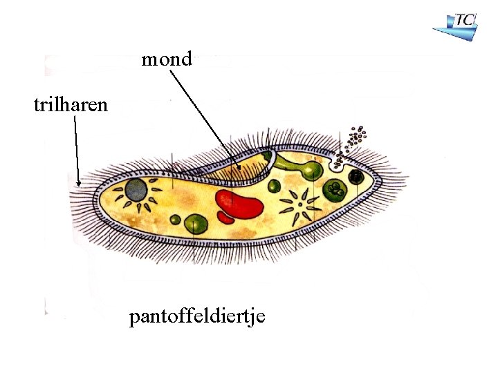 mond trilharen pantoffeldiertje 