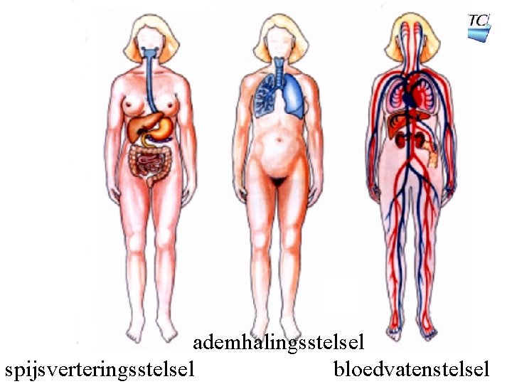 ademhalingsstelsel spijsverteringsstelsel bloedvatenstelsel 