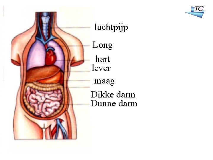 luchtpijp Long hart lever maag Dikke darm Dunne darm 