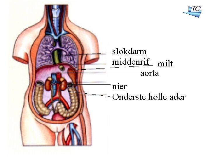slokdarm middenrif milt aorta nier Onderste holle ader 