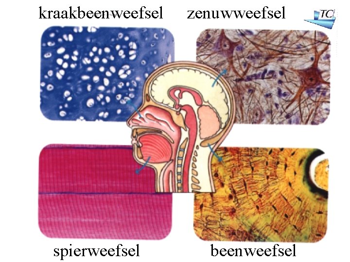 kraakbeenweefsel spierweefsel zenuwweefsel beenweefsel 