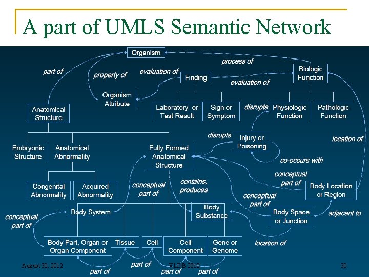 A part of UMLS Semantic Network August 30, 2012 VLDB 2012 30 