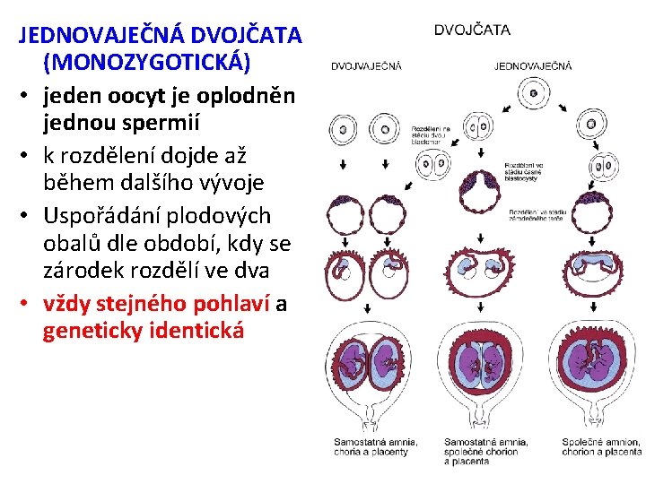 JEDNOVAJEČNÁ DVOJČATA (MONOZYGOTICKÁ) • jeden oocyt je oplodněn jednou spermií • k rozdělení dojde