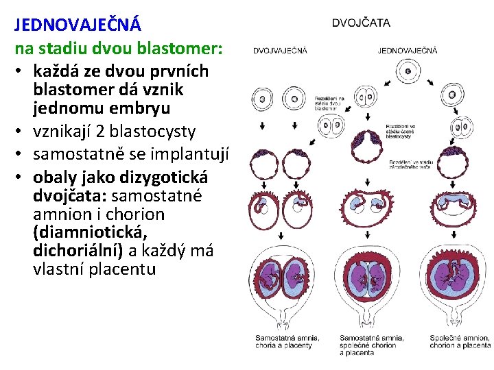 JEDNOVAJEČNÁ na stadiu dvou blastomer: • každá ze dvou prvních blastomer dá vznik jednomu