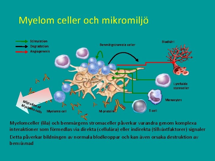 Myelom celler och mikromiljö Stimulation Degradation Angiogenesis Blodkärl Benmärgstromala celler Lymfoida stamceller Mig r