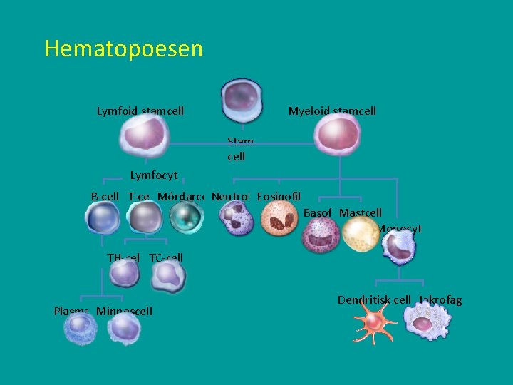 Hematopoesen Lymfoid stamcell Myeloid stamcell Stam cell Lymfocyt tyter B-cell T-cellll Mördarcell. Neutrofil. Eosinofil