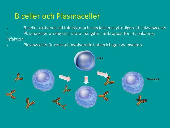 B celler och Plasmaceller B-celler aktiveras vid infektion och specialiseras ytterligare till plasmaceller §