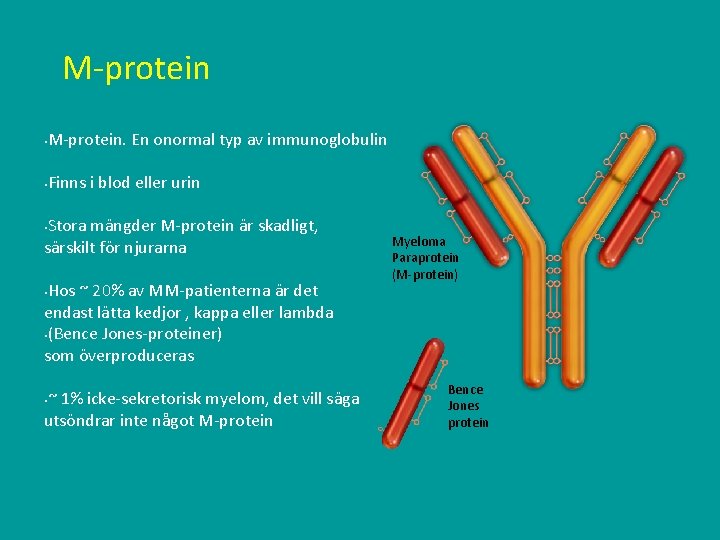 M-protein. En onormal typ av immunoglobulin § Finns i blod eller urin § Stora