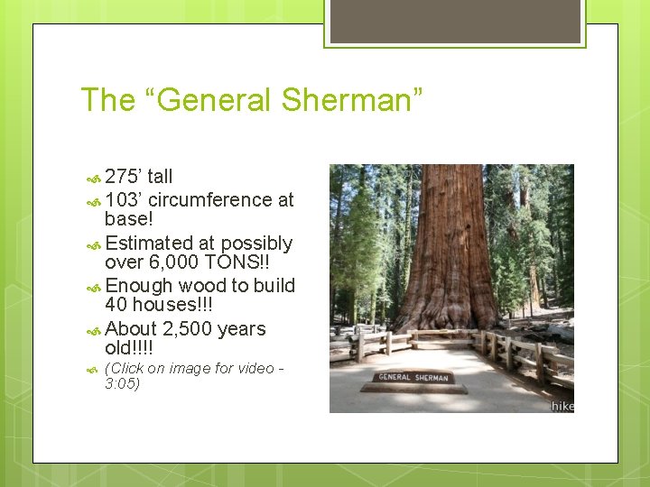 The “General Sherman” 275’ tall 103’ circumference at base! Estimated at possibly over 6,