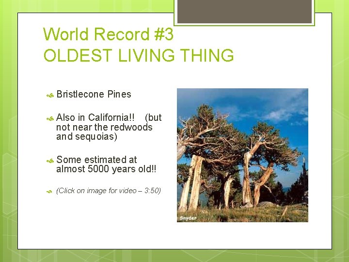 World Record #3 OLDEST LIVING THING Bristlecone Pines Also in California!! (but not near