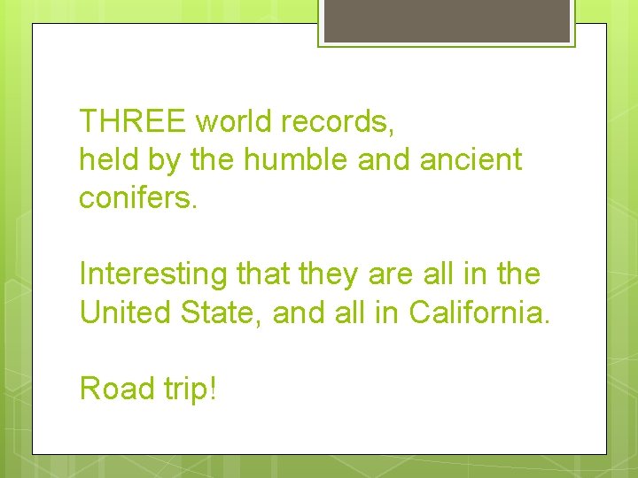 THREE world records, held by the humble and ancient conifers. Interesting that they are