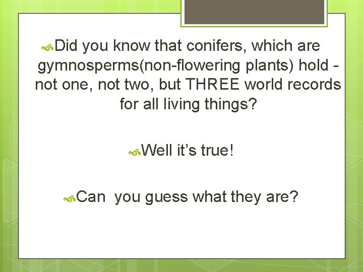  Did you know that conifers, which are gymnosperms(non-flowering plants) hold not one, not