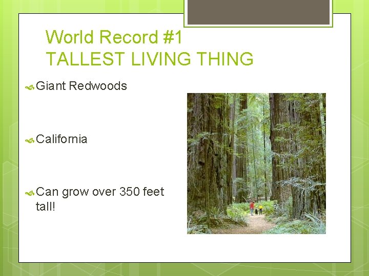 World Record #1 TALLEST LIVING THING Giant Redwoods California Can tall! grow over 350