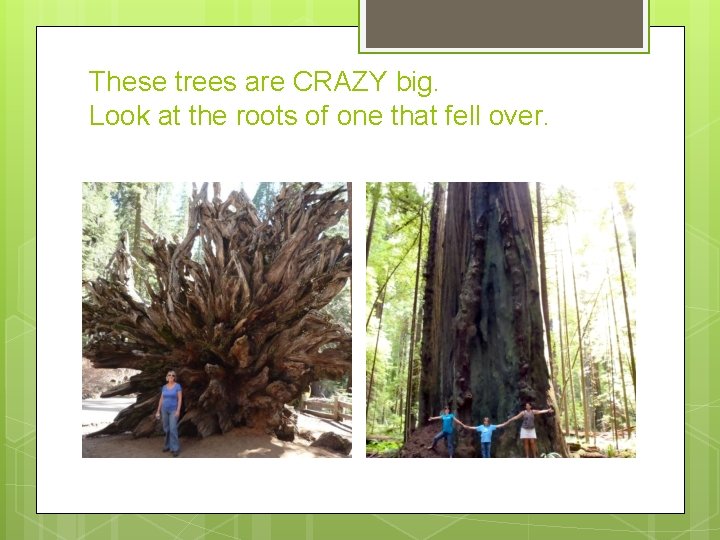These trees are CRAZY big. Look at the roots of one that fell over.