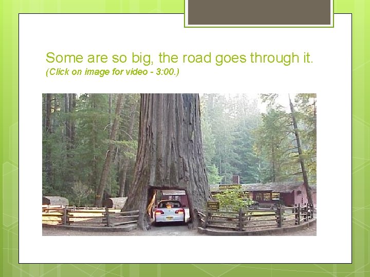 Some are so big, the road goes through it. (Click on image for video